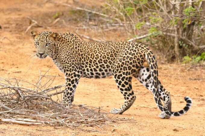 Jaipur: Jhalana Leopard Safari Private Tour - Recap