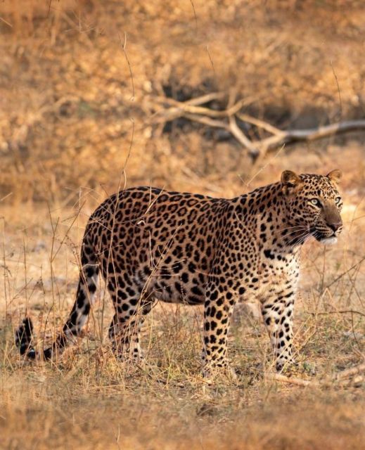 Jaipur: Jhalana Leopard Safari Private Tour - Safari Experience