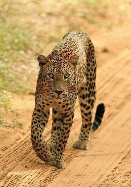 Jaipur: Jhalana Leopard Safari Private Tour - Transportation and Logistics