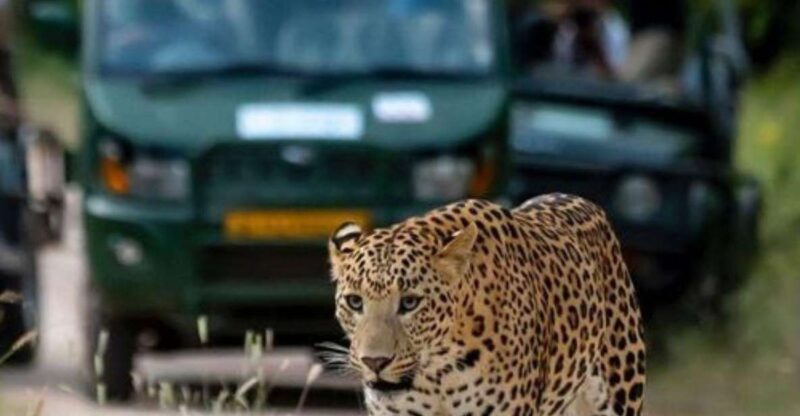 Jaipur: Jhalana Leopard Safari Private Tour - Inclusions and Exclusions