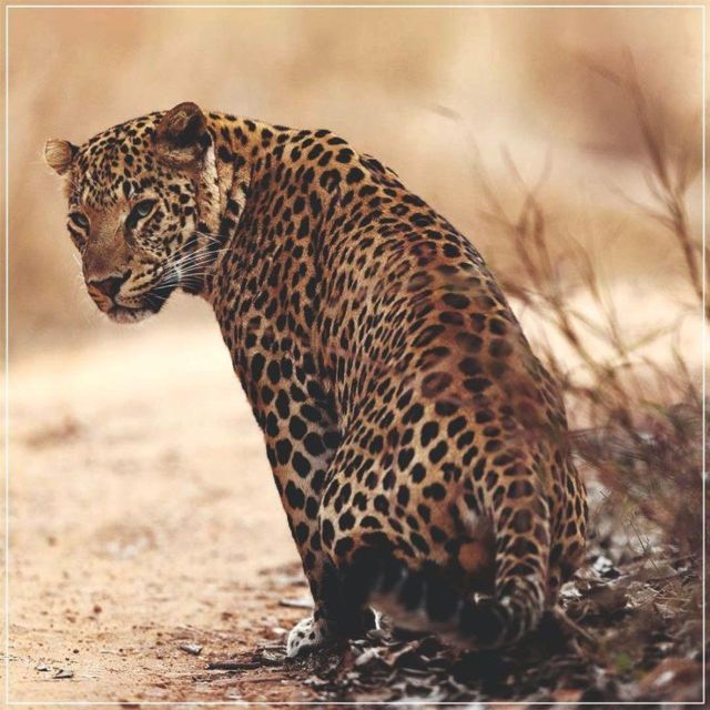 Jaipur: Jhalana Leopard Safari Private Tour - Participant Information