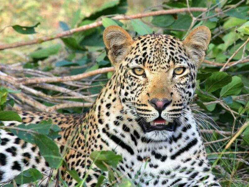 Jaipur: Jhalana leopard safari tour with hotel pickup & drop - Key Points