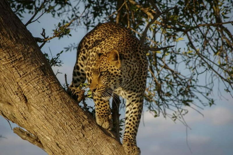Jaipur: Jhalana leopard safari tour with hotel pickup & drop - A Detailed Look at the Safari Experience