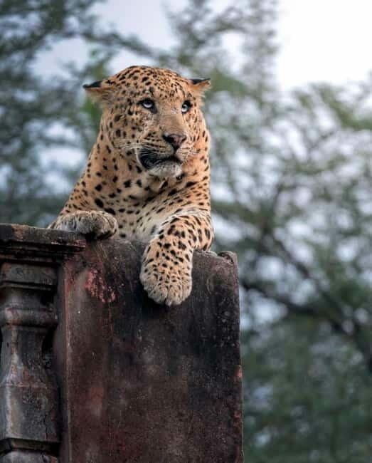 Jaipur: Jhalana leopard safari tour with hotel pickup & drop - Is It Worth the Price?