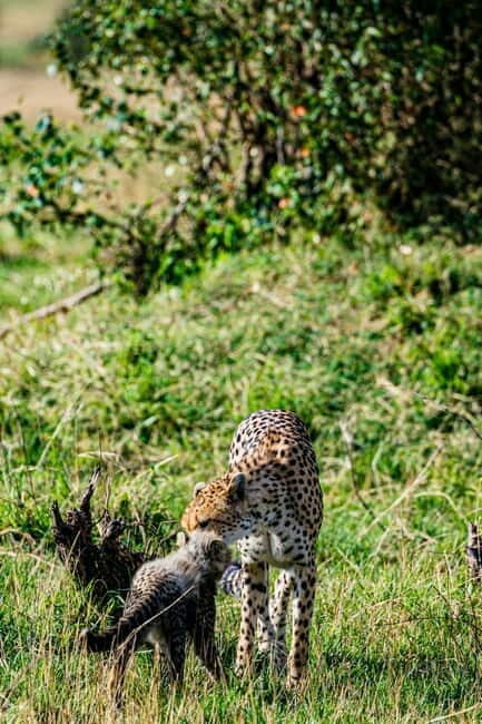 Jaipur: Jhalana leopard safari tour with hotel pickup & drop - Practical Tips for Your Safari