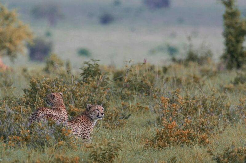 Jaipur: Jhalana leopard safari tour with hotel pickup & drop - Final Thoughts: Who Should Consider This Safari?