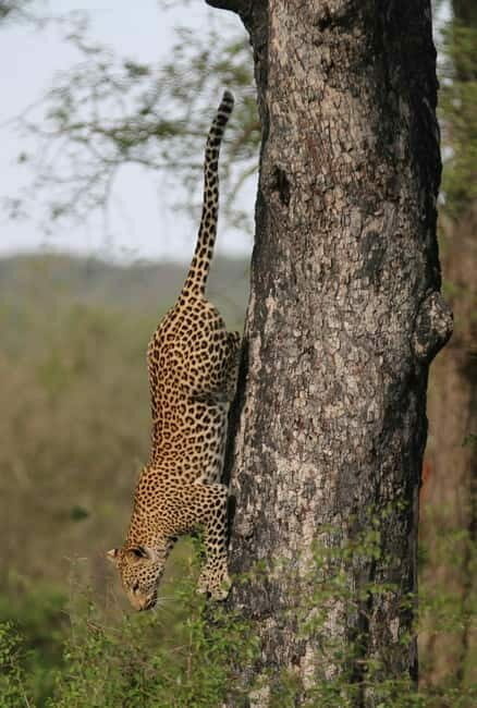 Jaipur: Jhalana leopard safari tour with hotel pickup & drop - FAQ
