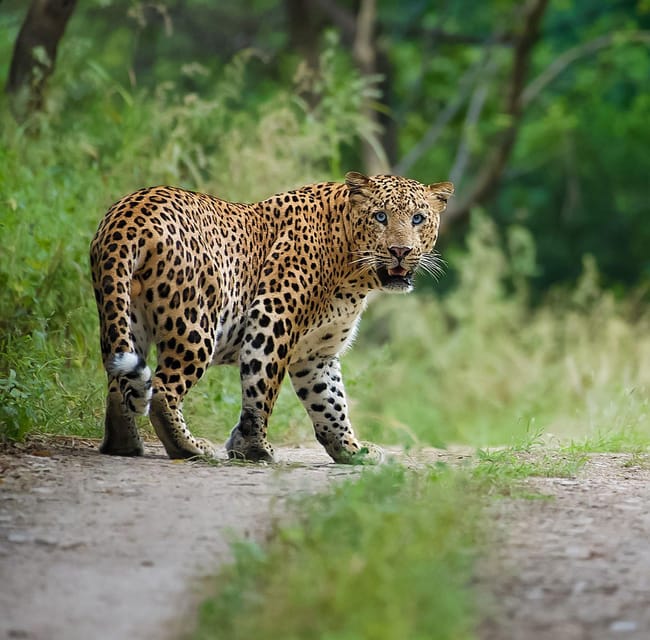 Jaipur: Leopards Safari Tour at Jhalana L Spot Wild Animals - Itinerary Details