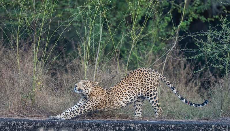 Jaipur: Leopards Safari Tour at Jhalana L Spot Wild Animals - Inclusions and Exclusions