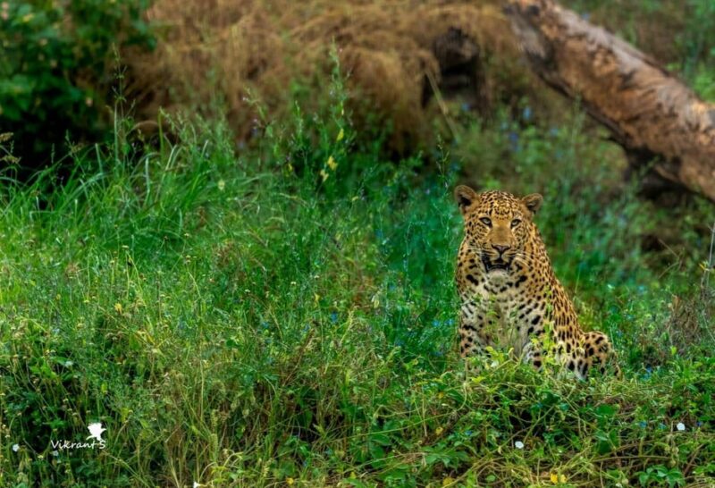 Jaipur: Leopards Safari Tour at Jhalana L Spot Wild Animals - Important Information and Guidelines