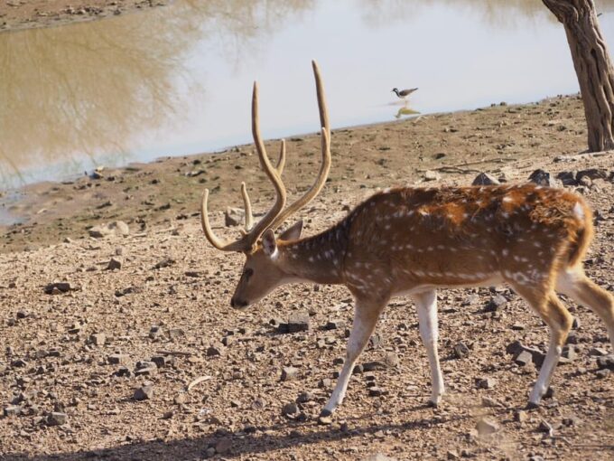 Jaipur: Leopards Safari Tour at Jhalana L Spot Wild Animals - Pickup Location and Return