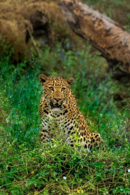 Jaipur: Leopards Safari Tour at Jhalana L Spot Wild Animals - Recap
