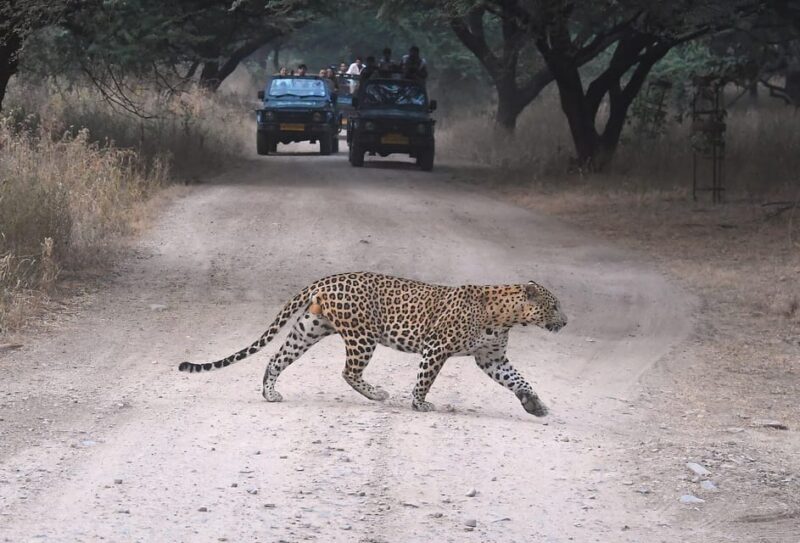 Jaipur: Private Guided Jhalana Leopard Safari Tour - Safari Experience
