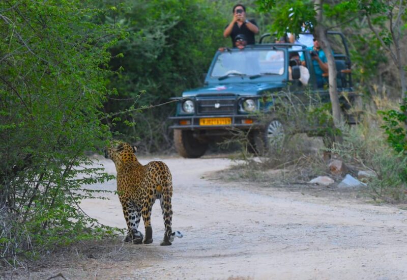 Jaipur: Private Guided Jhalana Leopard Safari Tour - What to Bring
