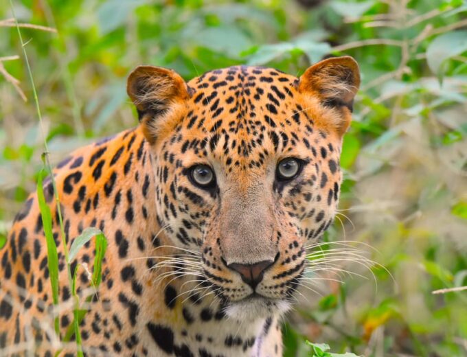 Jaipur: Private Guided Jhalana Leopard Safari Tour - Restrictions and Recommendations