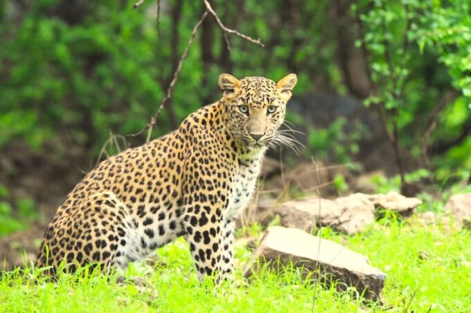 Jaipur: Private Guided Jhalana Leopard Safari Tour - Cancellation and Modifications