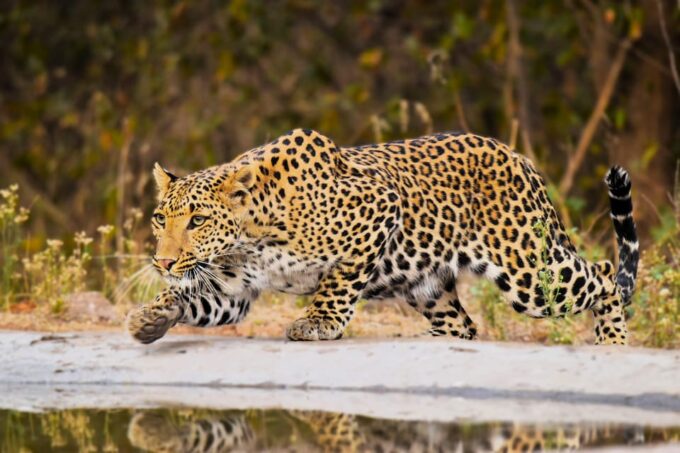 Jaipur: Private Guided Jhalana Leopard Safari Tour - Recap