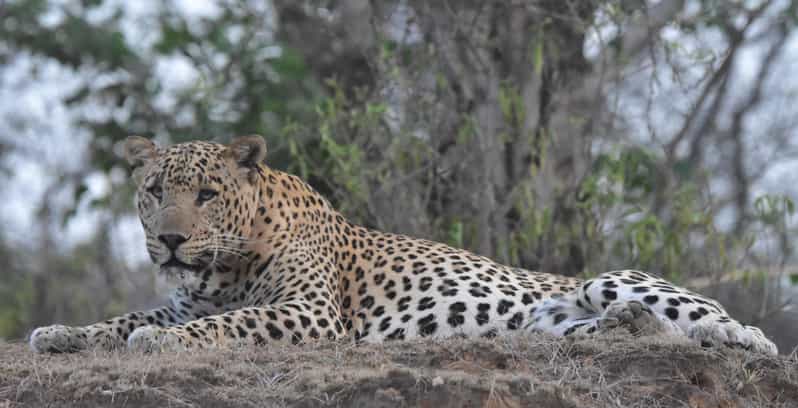 Jaipur: Private Guided Safari at Amagarh Leopard Reserve - Key Points