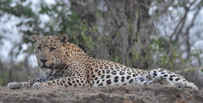 Jaipur: Private Guided Safari at Amagarh Leopard Reserve - Diverse Wildlife and Biodiversity
