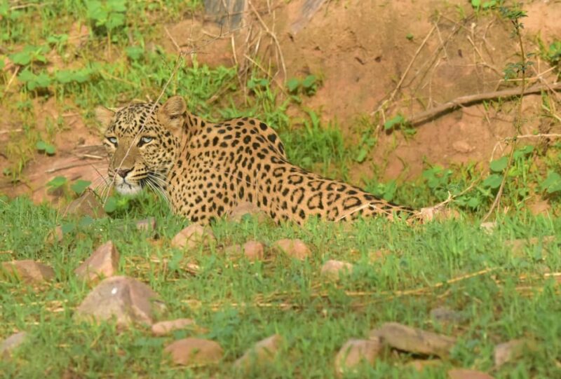 Jaipur: Private Guided Safari at Amagarh Leopard Reserve - Participant Guidelines and Restrictions