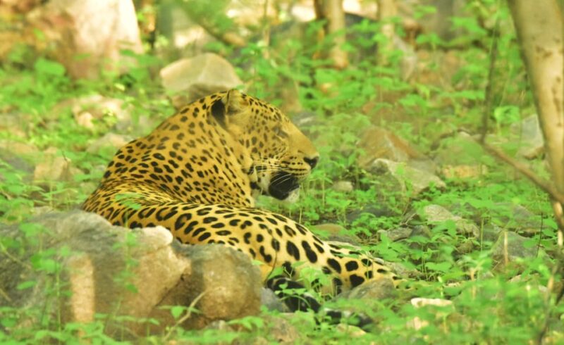 Jaipur: Private Guided Safari at Amagarh Leopard Reserve - Recommendations for a Successful Safari
