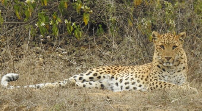 Jaipur: Private Guided Safari at Amagarh Leopard Reserve - Recap