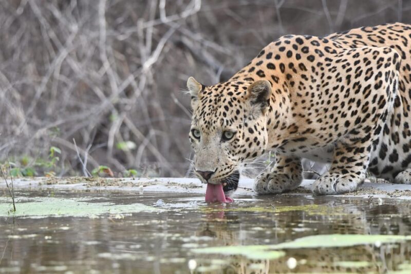 Jaipur: Private Jhalana Leopard Safari Tour - Inclusions and Logistics