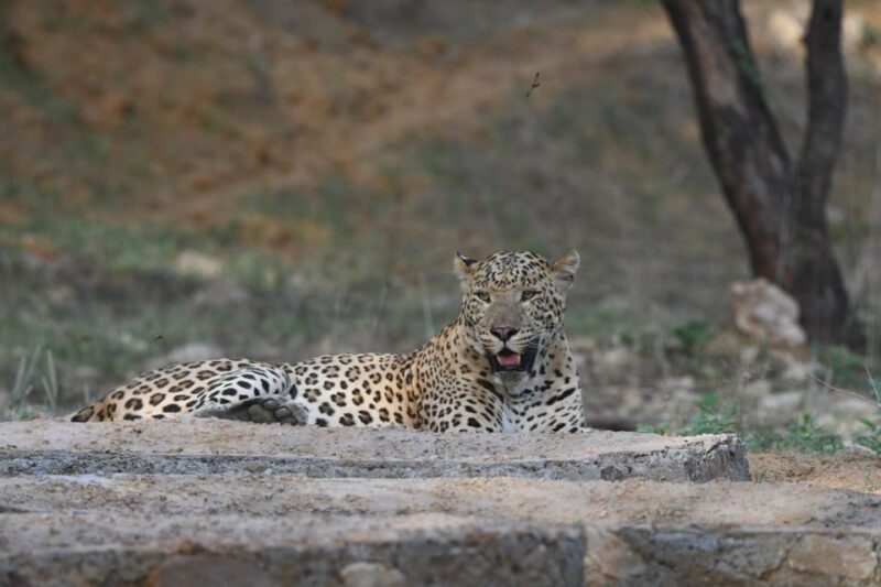 Jaipur: Private Jhalana Leopard Safari Tour - Important Considerations