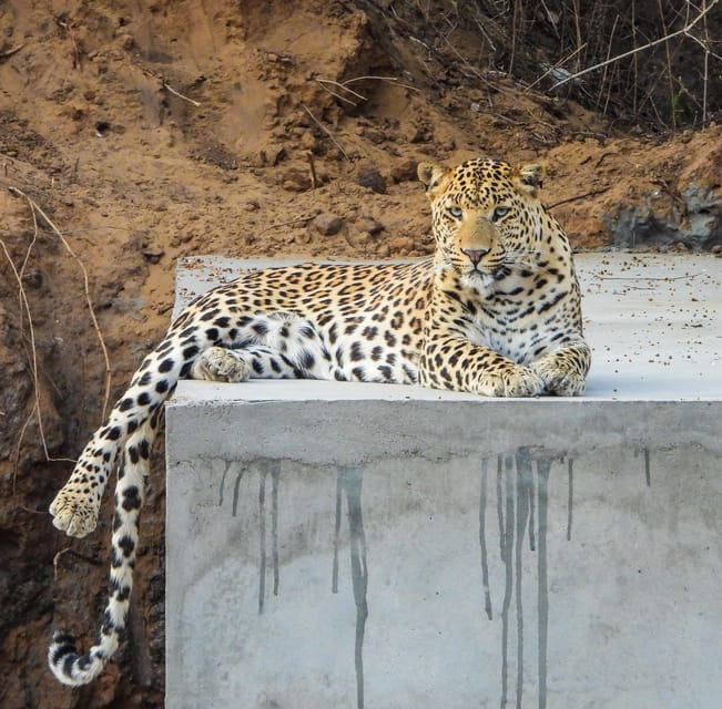 Jaipur: Private Jhalana Leopard Safari Tour - Booking and Availability