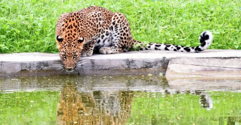 Jaipur: Private Jhalana Leopard Safari Tour - Transportation and Convenience