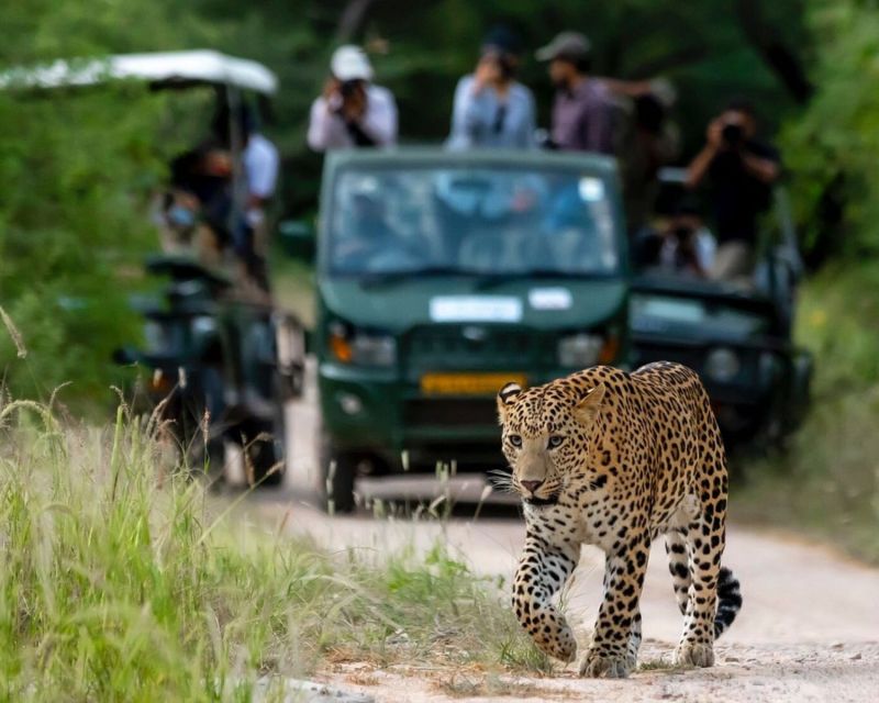 Jaipur: Private Jhalana Leopard Safari Tour - Customer Feedback and Ratings