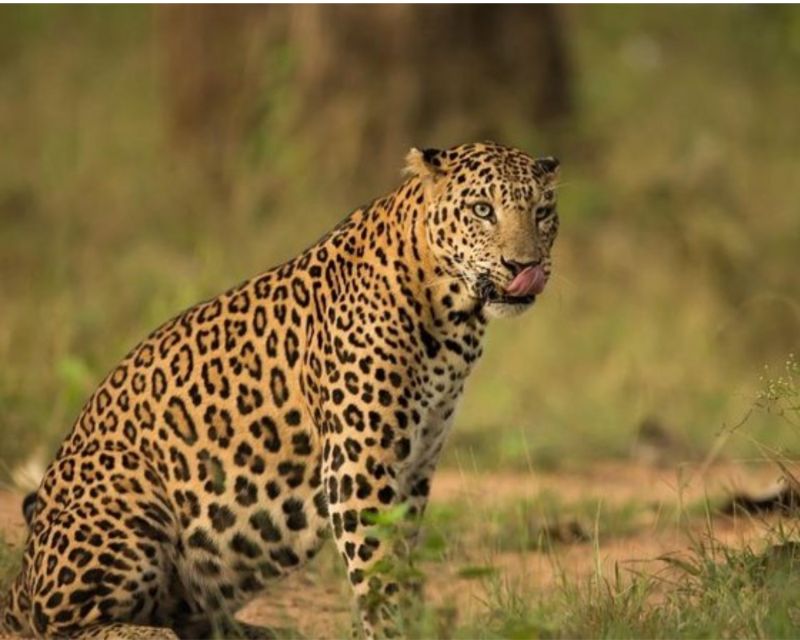 Jaipur: Private Jhalana Leopard Safari Tour - Exploring Jhalana Safari Park