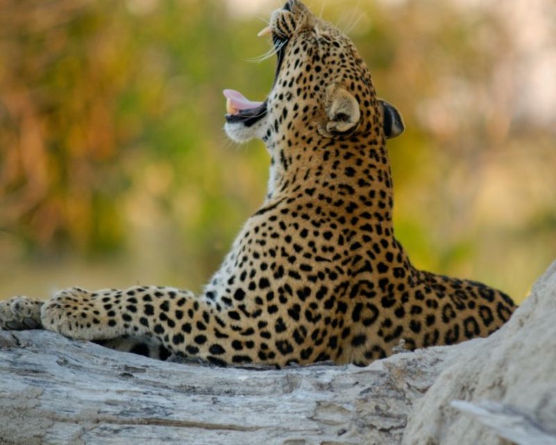 Jaipur: Private Jhalana Leopard Safari Tour - Nearby Attractions