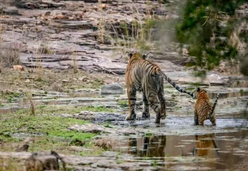Jaipur: Ranthambore Tiger Safari Round Trip with Transfers - Key Points