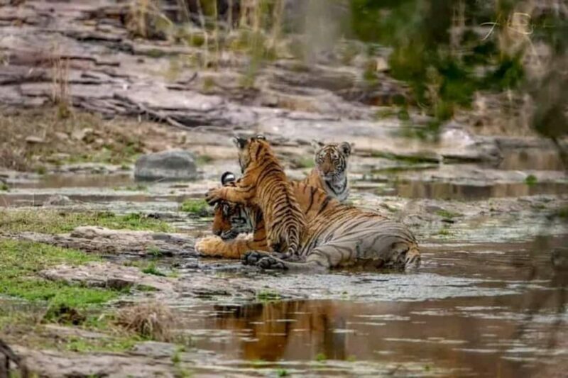 Jaipur: Ranthambore Tiger Safari Round Trip with Transfers - The Itinerary in Detail