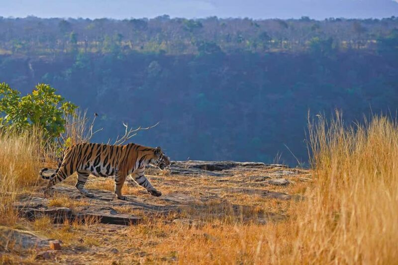 Jaipur: Ranthambore Tiger Safari Round Trip with Transfers - FAQs