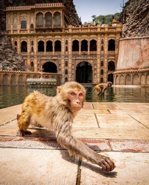 Jaipur Sightseeing Tour With Monkey Temple (Galta Ji Temple) - Itinerary Highlights