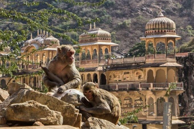 Jaipur Sightseeing Tour With Monkey Temple (Galta Ji Temple) - Customer Feedback