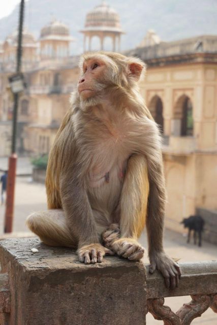 Jaipur Sightseeing Tour With Monkey Temple (Galta Ji Temple) - Tour Booking Information