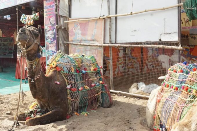 Jaipur to Pushkar Same Day Tour With Pickup & Dropoff - Explore Pushkar