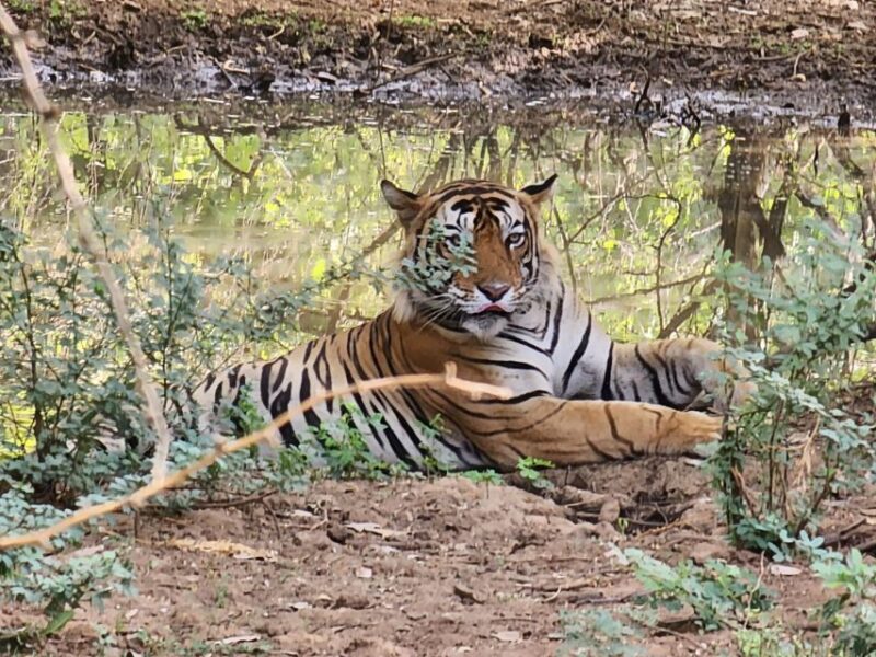 Jaipur to Ranthambore Day Trip - Key Points