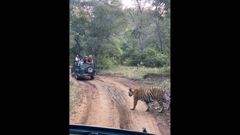 Jaipur to Ranthambore Day Trip - Wildlife Encounters