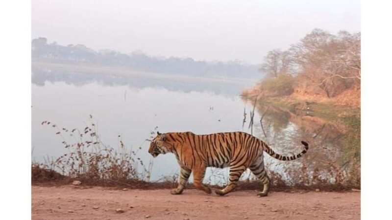 Jaipur to Ranthambore Day Trip - Guided Tour and Expertise