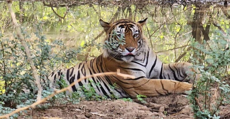 Jaipur to Ranthambore Day Trip - Inclusions and Amenities