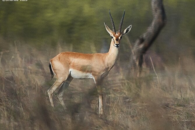 Jaipur to Ranthambore National Park Day Tour - All Inclusive - Wildlife Safari Experience