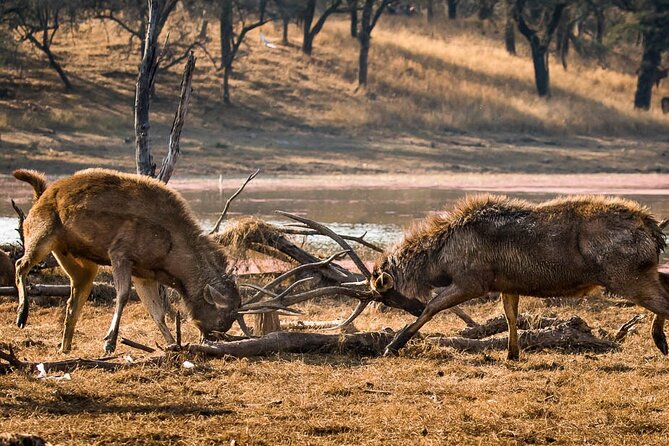 Jaipur to Ranthambore National Park Day Tour - All Inclusive - Cancellation Policy