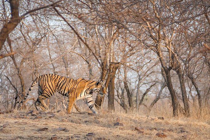 Jaipur to Ranthambore National Park Private One Day Trip - Cancellation Policy