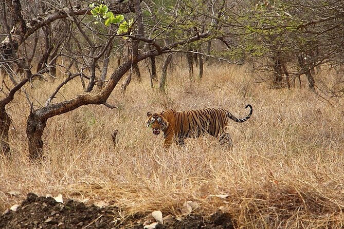 Jaipur to Ranthambore National Park Same Day Tour - Testimonials and Ratings