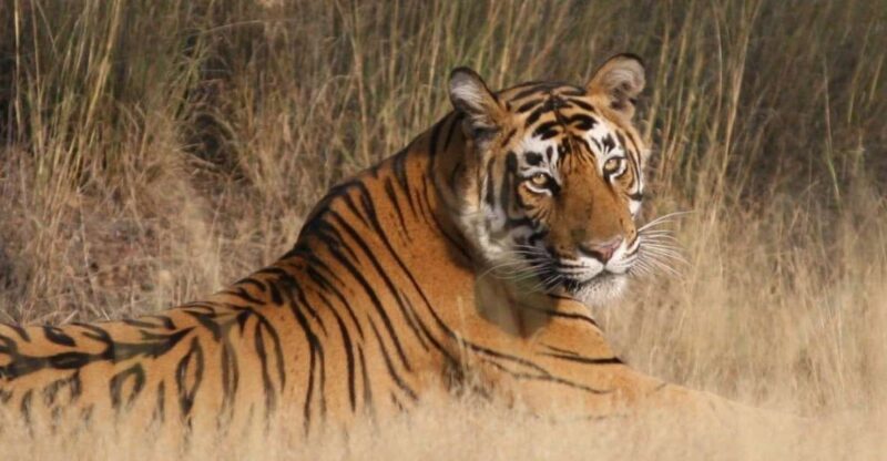Jaipur To Ranthambore One Way Private Transfer - Booking Information