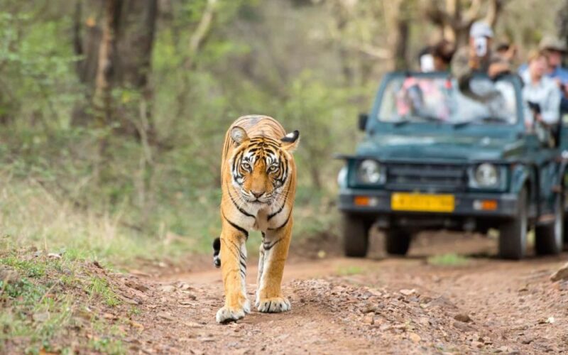 Jaipur To Ranthambore One Way Private Transfer - Inclusions